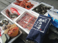三浦半島の様々な魚